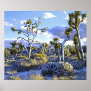 Póster EE. UU., California, Parque Nacional Joshua Tree. 