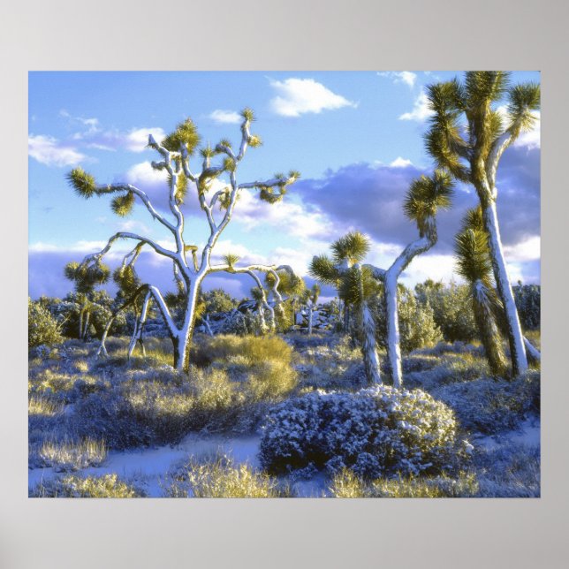 Póster EE. UU., California, Parque Nacional Joshua Tree.  (Frente)