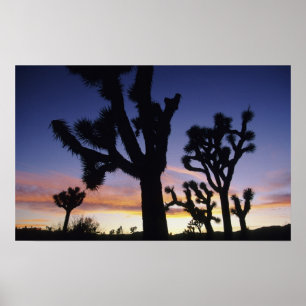 Póster EE. UU., California, Parque Nacional Joshua Tree,