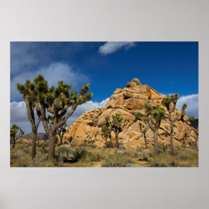 Póster EE. UU., California, Parque Nacional Joshua Tree