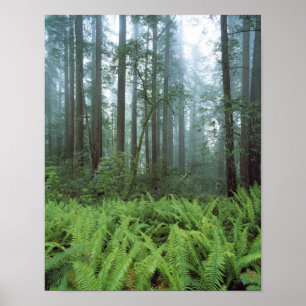 Póster EE. UU., California, Parque Nacional Redwood. Hele