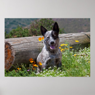 Póster EE.UU., California. Queensland Healer Sitting 2