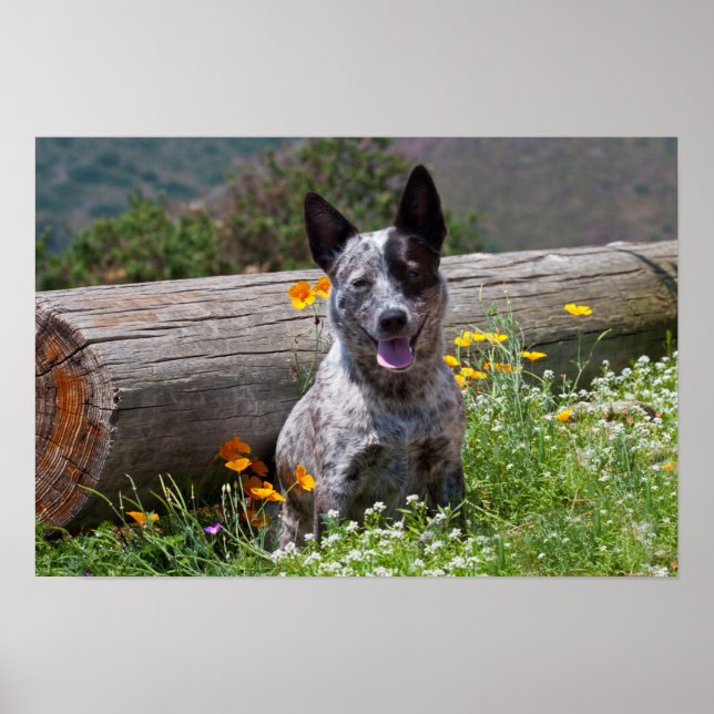 Póster EE.UU., California. Queensland Healer Sitting 2 (Frente)