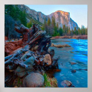 Póster EE. UU., California. Raíces de árboles en el río M