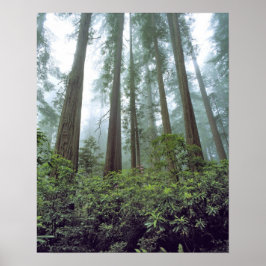 Póster EE.UU., California, Redwood NP. La niebla filtra e