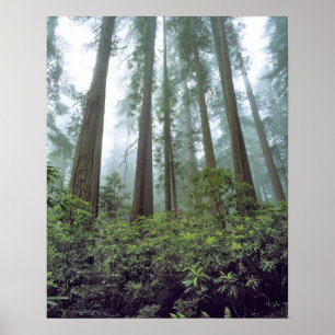 Póster EE.UU., California, Redwood NP. La niebla filtra e