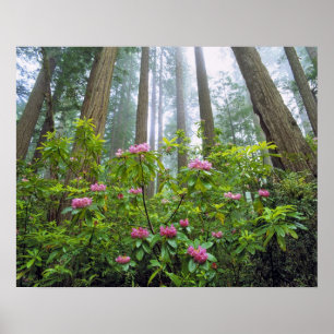 Póster EE.UU., California, Redwood NP. Rododendros