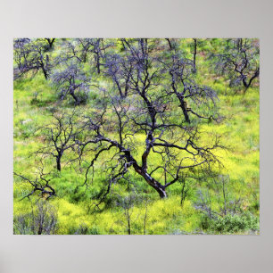 Póster EE. UU., California, San Diego. Un bosque de roble