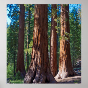 Póster EE.UU., California. Truncos de árbol de secuoya, 