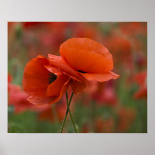 Póster EE. UU., Carolina del Norte. Dos amapolas rojas