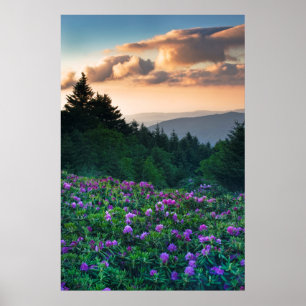 Póster EE. UU., Carolina del Norte. Rhododendrons de Cata