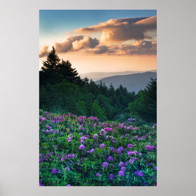 Póster EE. UU., Carolina del Norte. Rhododendrons de Cata (Frente)