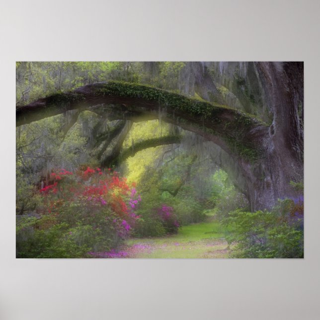 Póster EE. UU., Carolina del Sur, Jardines Magnolia. (Frente)