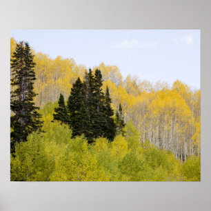 Póster EE. UU., Colorado, Bosque Nacional Gunnison, a lo
