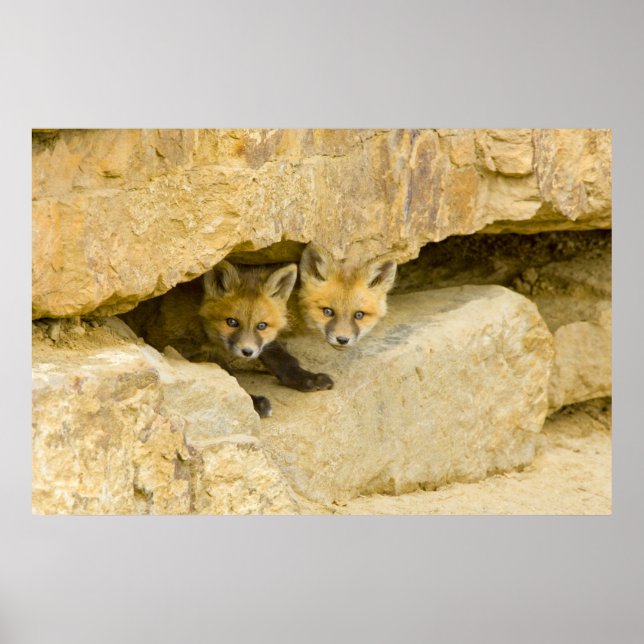 Póster EE. UU., Colorado, Breckenridge. Zorro rojo curios (Frente)