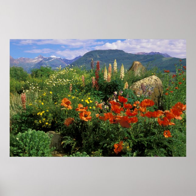 Póster EE. UU., Colorado, Crested Butte. Amapolas y lupin (Frente)