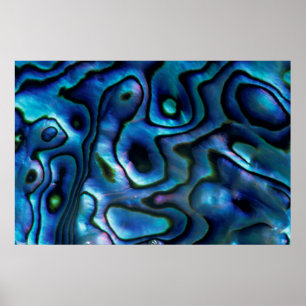 Póster EE.UU., Colorado, Lafayette. Concha de Abalone