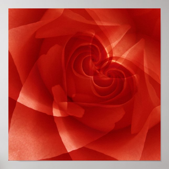Póster EE.UU., Colorado, Lafayette. Montaje de la rosa ro (Frente)
