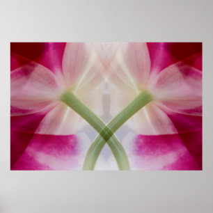 Póster EE.UU., Colorado, Lafayette. Montaje de orquídeas