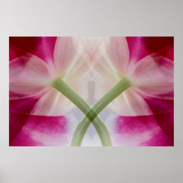 Póster EE. UU., Colorado, Lafayette. Montaje de orquídeas (Frente)