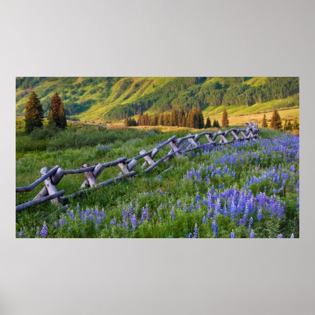 Póster EE.UU., Colorado. Lupines y valla de barandilla di (Frente)