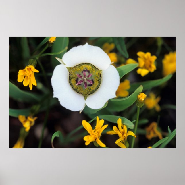 Póster EE. UU., Colorado. Mariposa tulipán (Frente)