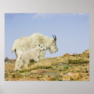 Póster EE. UU., Colorado, Montañas Rocosas, Monte Evans,