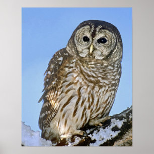 Póster EE. UU., Colorado. Retrato de lechuza moteada posa