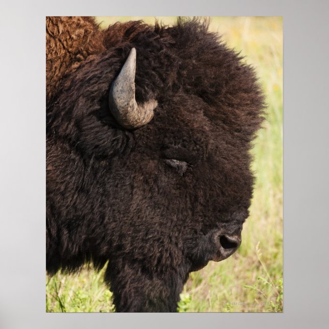 Póster EE.UU., Dakota del Sur, American bison (Bison biso (Frente)