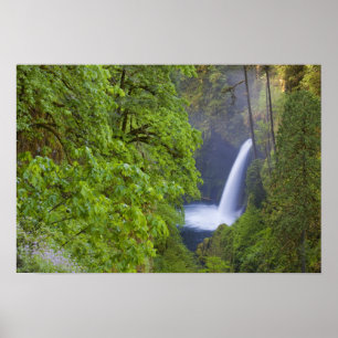 Póster EE.UU., Eagle Creek, Columbia Gorge, Oregón.2