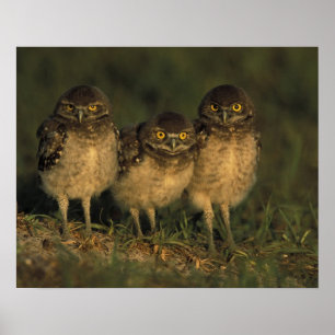 Póster EE. UU., Florida, Cape Coral. Tres búhos de madrig