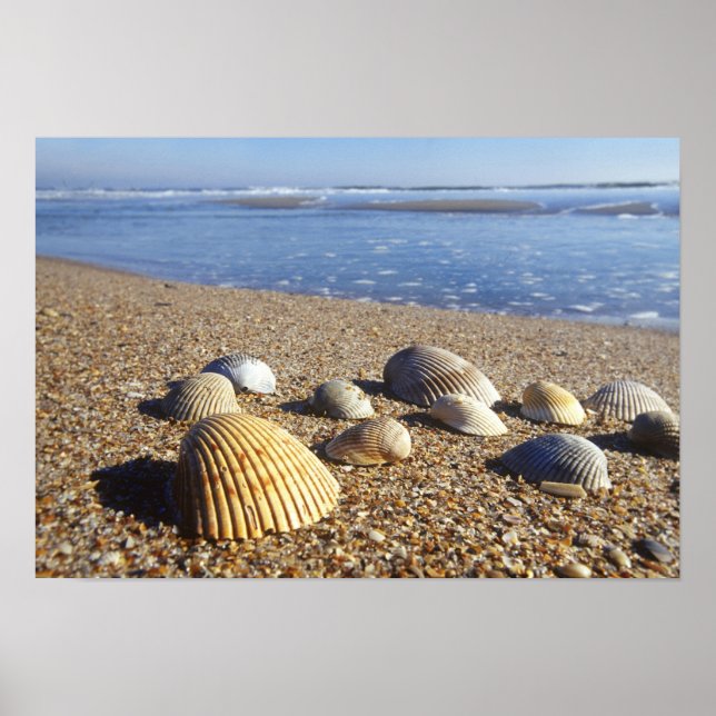 Póster EE.UU., Florida, conchas costeras (Frente)