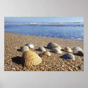 Póster EE. UU., Florida, conchas marinas costeras