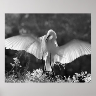 Póster EE.UU., Florida, Gran Egret (Ardea alba) infrarroj