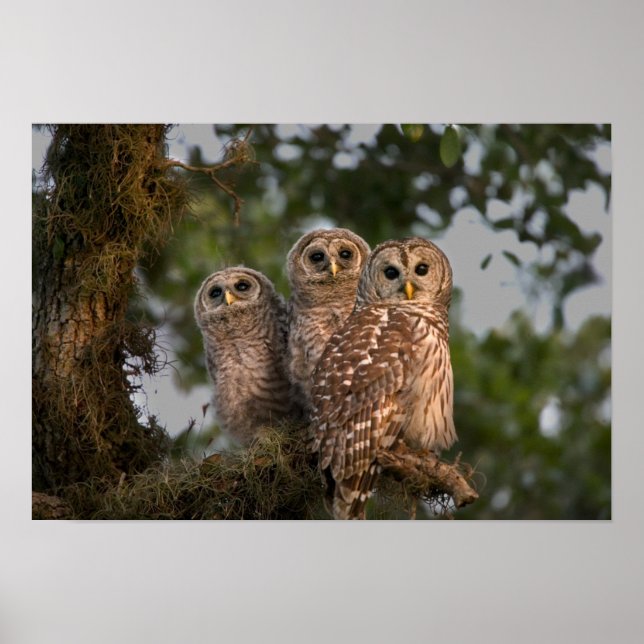 Póster EE.UU., Florida, Humedales de Viera. Tres barras (Frente)