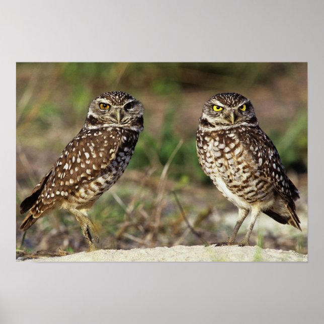 Póster EE. UU., Florida, Isla Sanibel. Primer plano de (Frente)