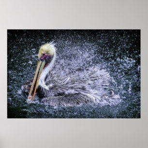 Póster EE. UU., Florida. Pelícano pardo