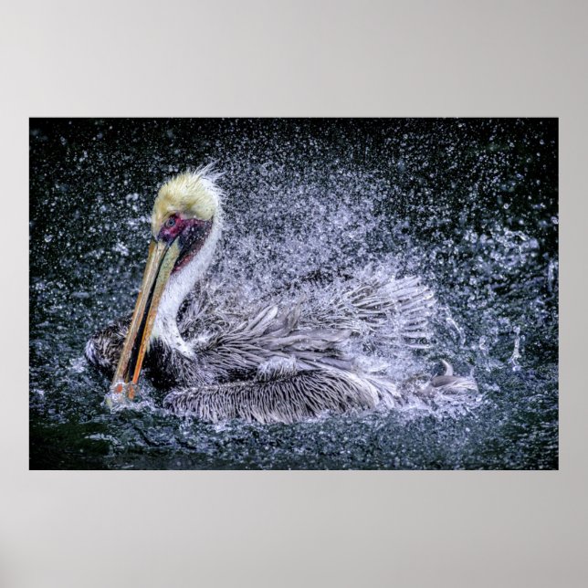 Póster EE. UU., Florida. Pelícano pardo (Frente)