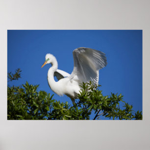 Póster EE.UU., Florida, St. Augustine, Egret