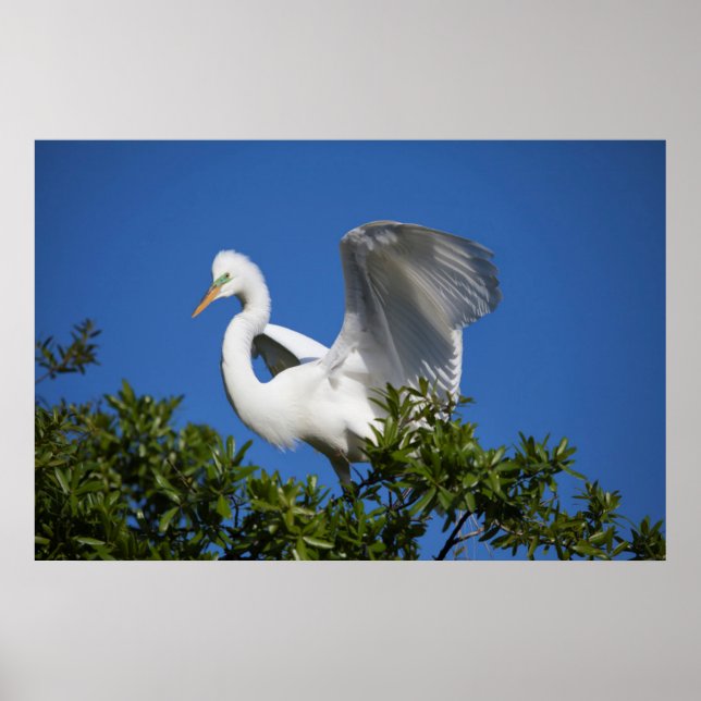 Póster EE.UU., Florida, St. Augustine, Egret (Frente)