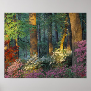 Póster EE. UU., Georgia, Callaway Gardens, bosque de azal