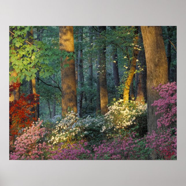 Póster EE. UU., Georgia, Callaway Gardens, bosque de azal (Frente)
