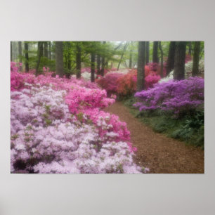 Póster EE. UU.; Georgia; Pine Mountain. Azaleas a las 2