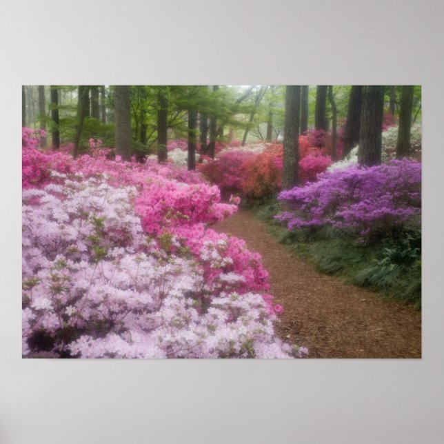 Póster EE. UU.; Georgia; Pine Mountain. Azaleas a las 2 (Frente)