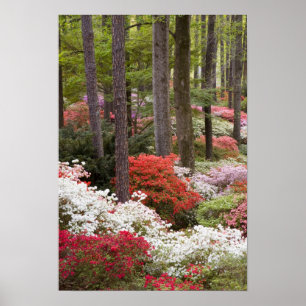 Póster EE. UU., Georgia, Pine Mountain. Un bosque de