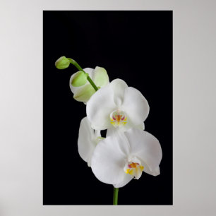 Póster EE. UU., Georgia, Savannah, Grupo de Orquídeas