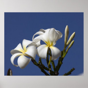 Póster EE. UU., Hawái, Kauai, plumeria blanca.