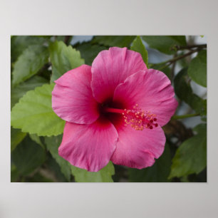 Póster EE. UU., Hawái, Oahu. El Hibisco es el 2