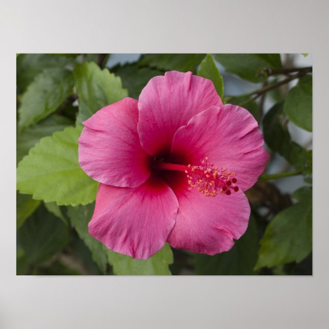 Póster EE. UU., Hawái, Oahu. El Hibisco es el 2 (Frente)
