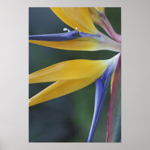 Póster EE.UU., Hawaii, Maui, Hana, Ave del paraíso